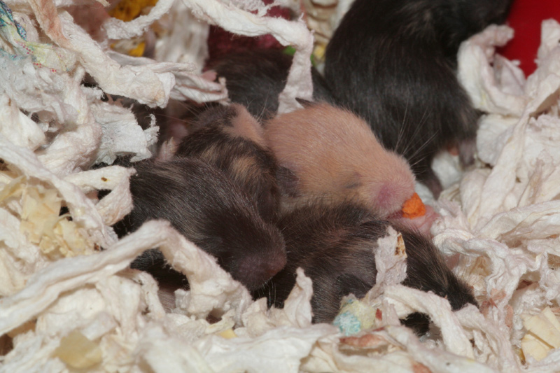 Syrische hamster, dag Dag 12