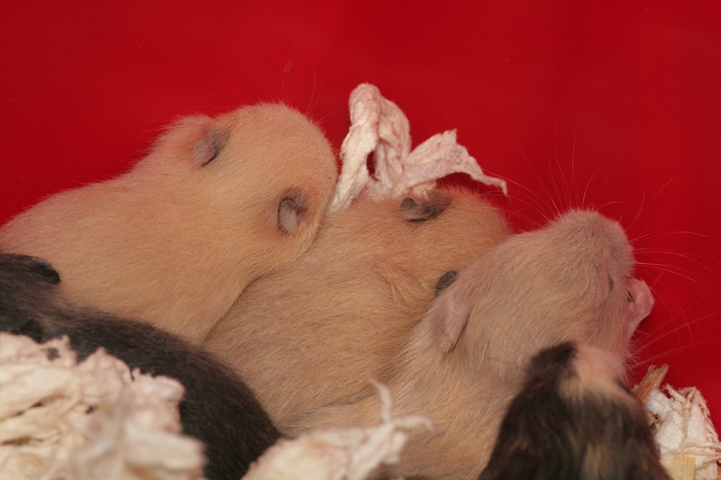 Syrische hamster, dag Dag 18