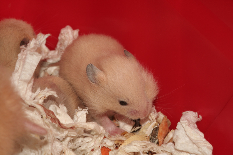 Syrische hamster, dag Dag 18
