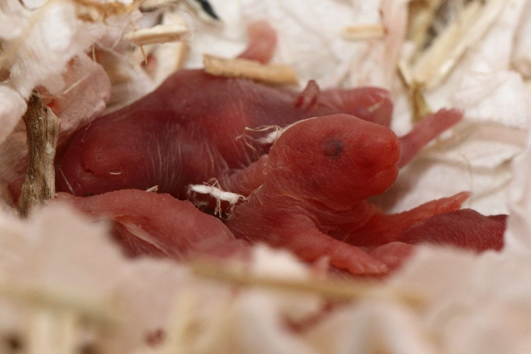 Jonge Syrische hamsters die opgroeien