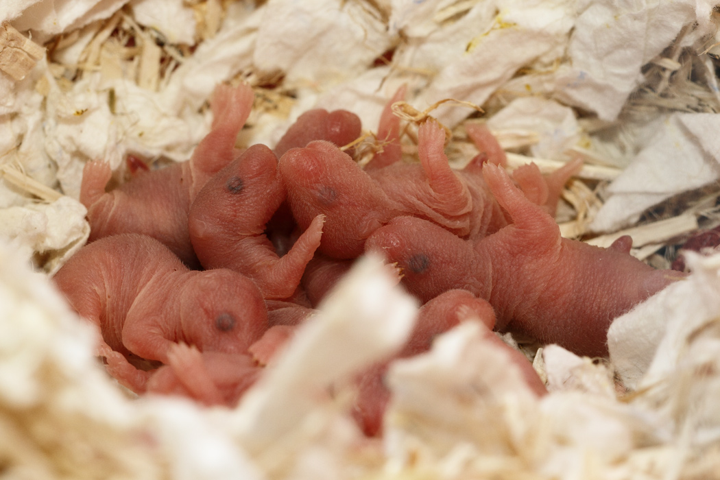 Jonge Syrische hamsters die opgroeien