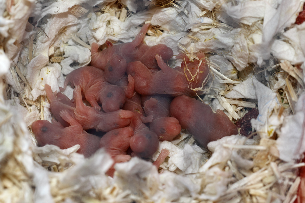 Jonge Syrische hamsters die opgroeien