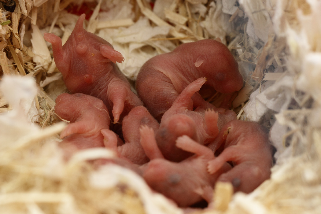 Jonge Syrische hamsters die opgroeien