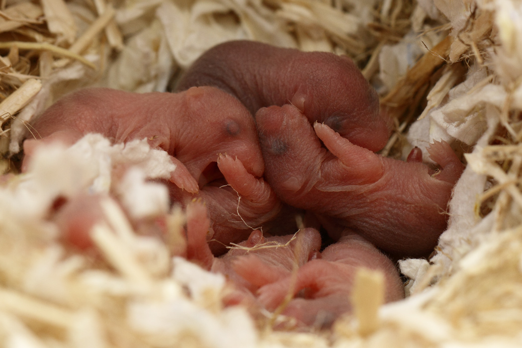 Jonge Syrische hamsters die opgroeien