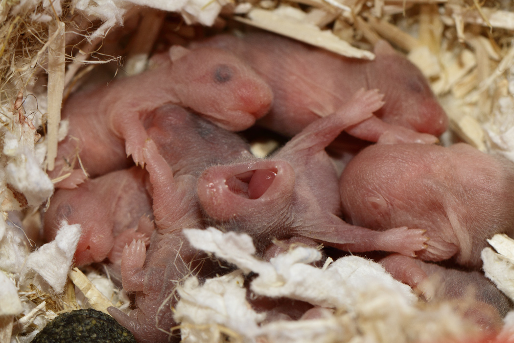 Jonge Syrische hamsters die opgroeien