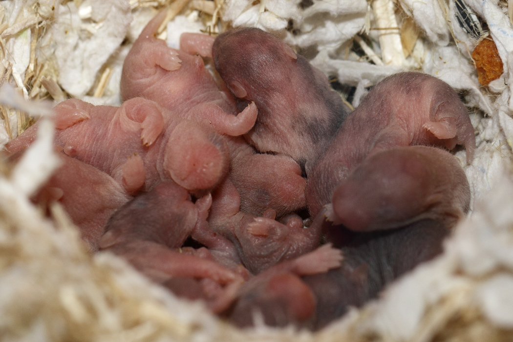 Jonge Syrische hamsters die opgroeien