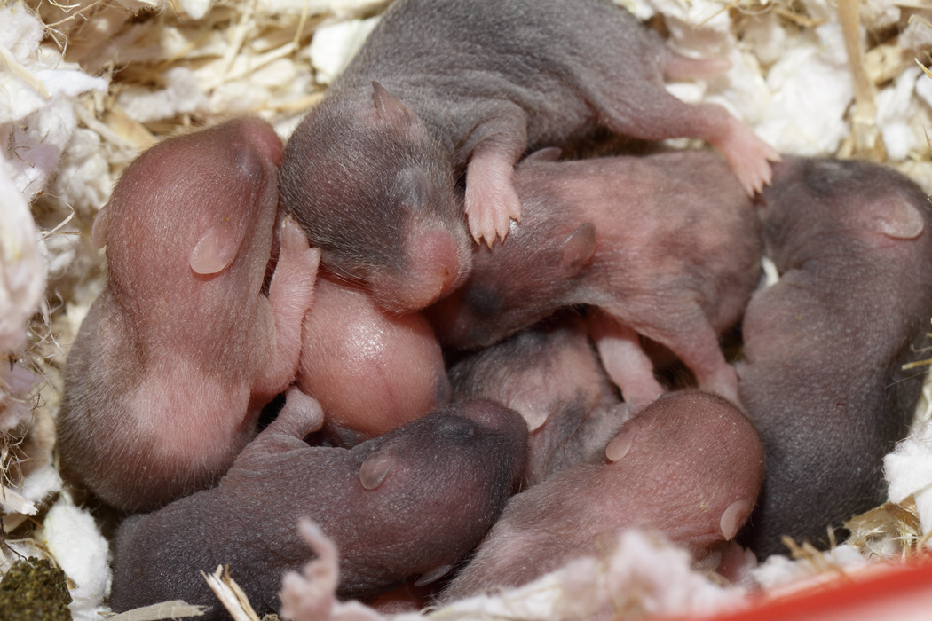 Jonge Syrische hamsters die opgroeien