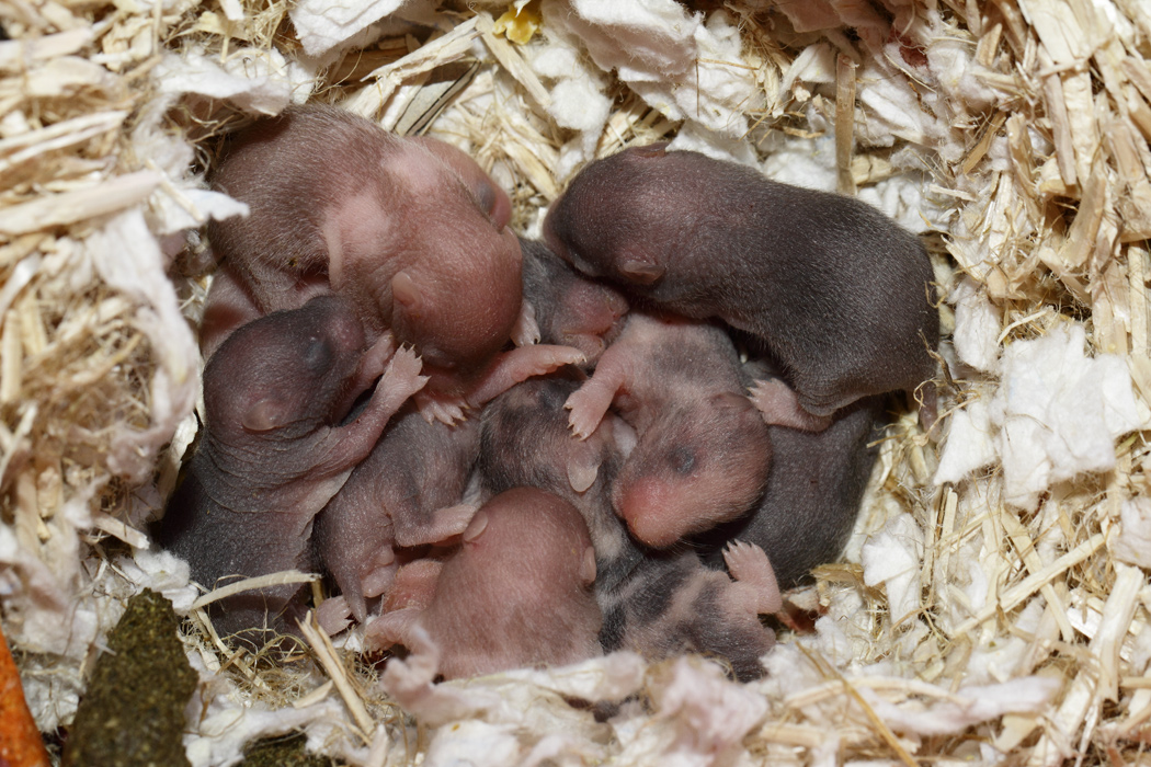 Jonge Syrische hamsters die opgroeien