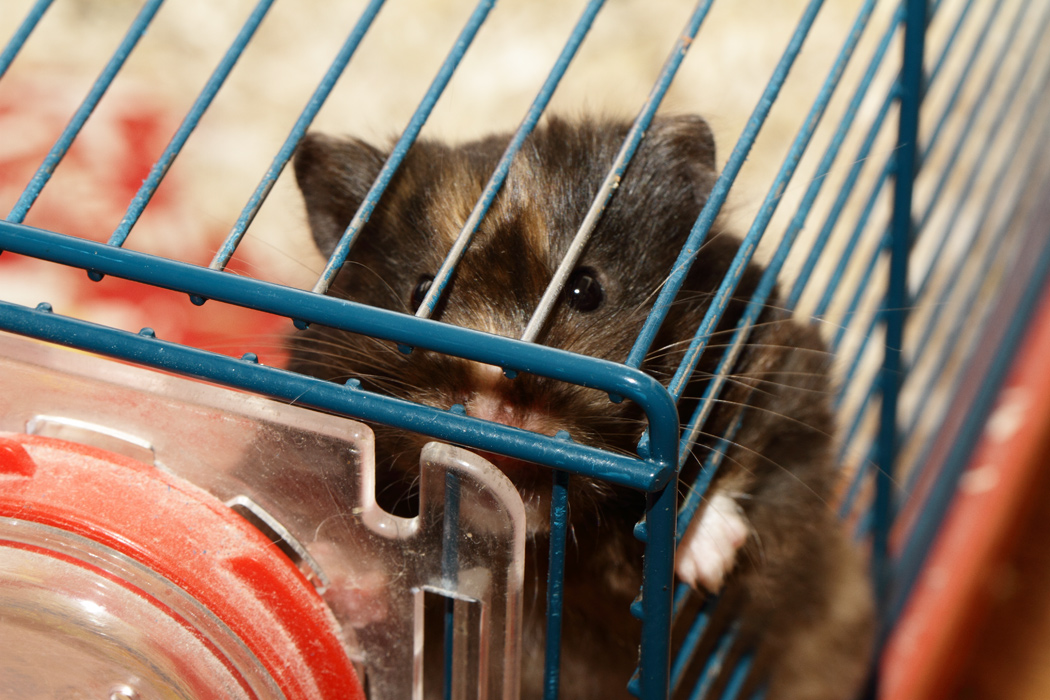 Jonge Syrische hamsters die opgroeien