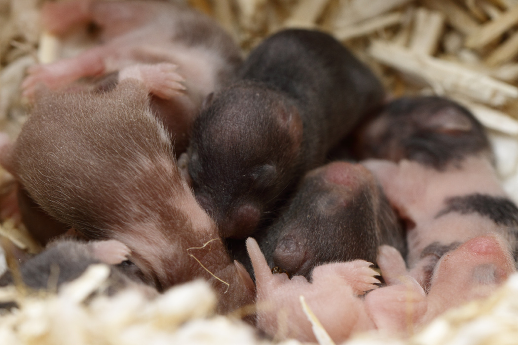 Jonge Syrische hamsters die opgroeien