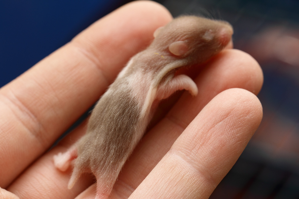 Jonge Syrische hamsters die opgroeien