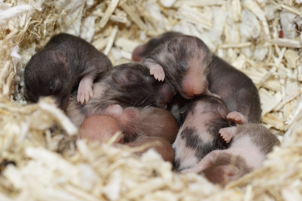 Jonge Syrische hamsters die opgroeien