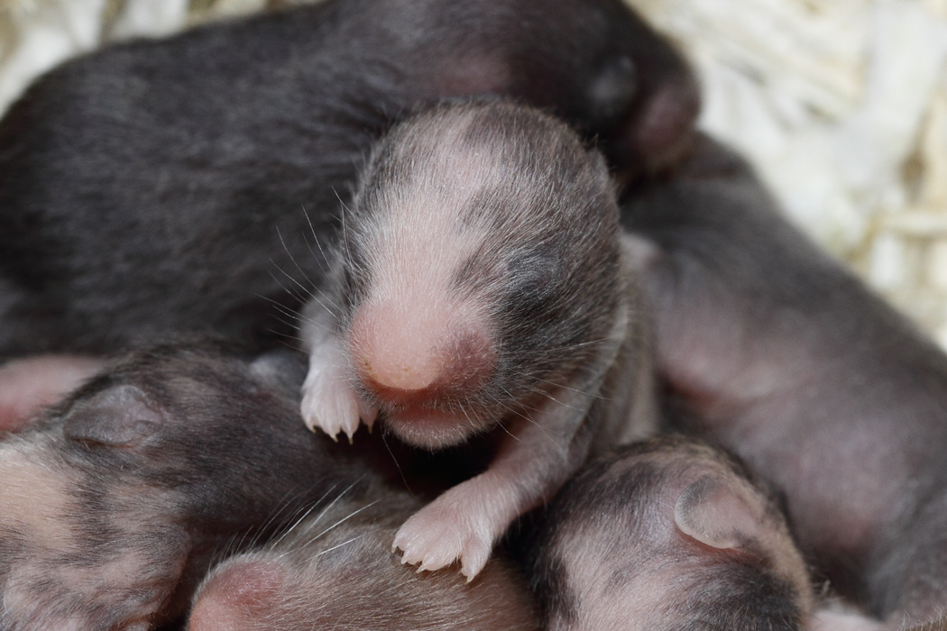 Jonge Syrische hamsters die opgroeien