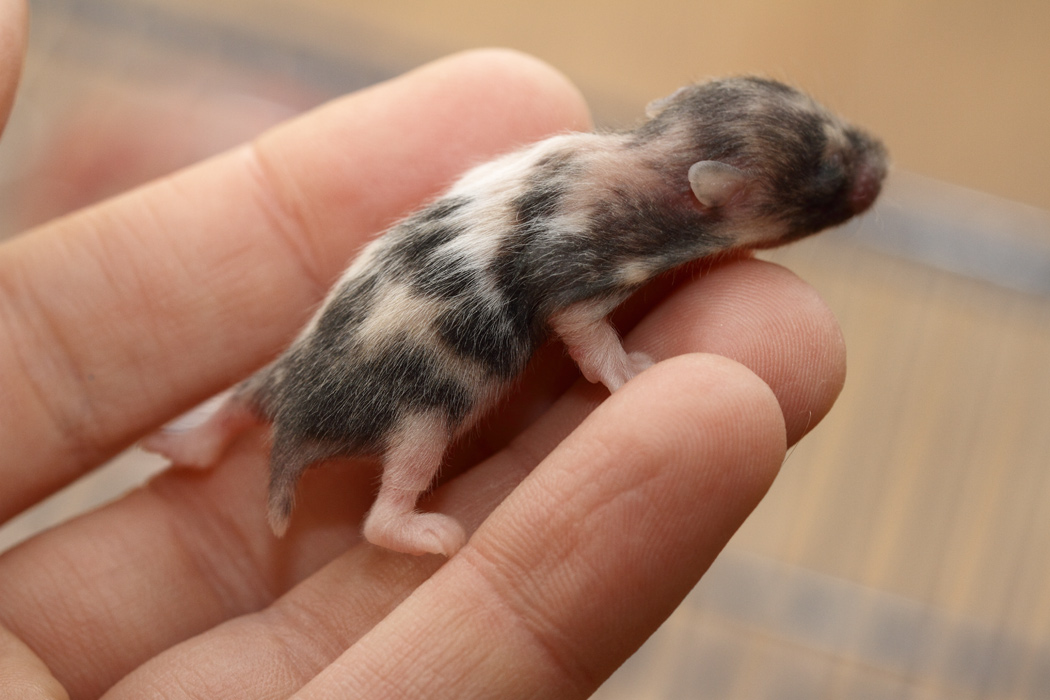 Jonge Syrische hamsters die opgroeien