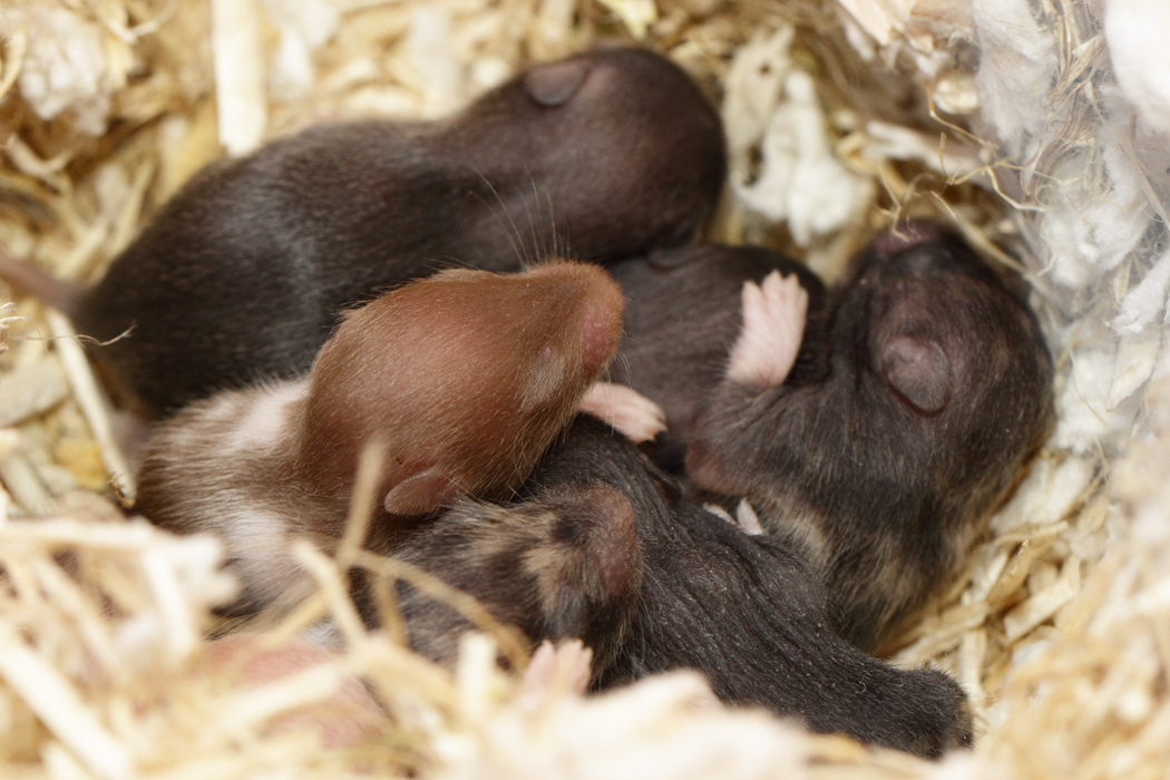 Jonge Syrische hamsters die opgroeien