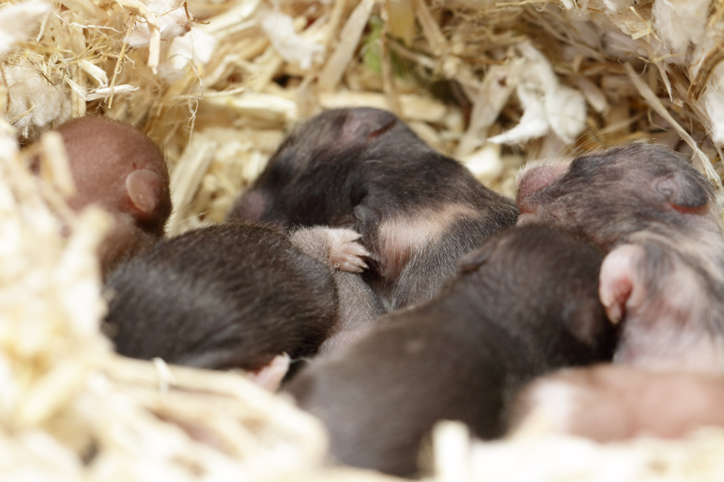 Jonge Syrische hamsters die opgroeien