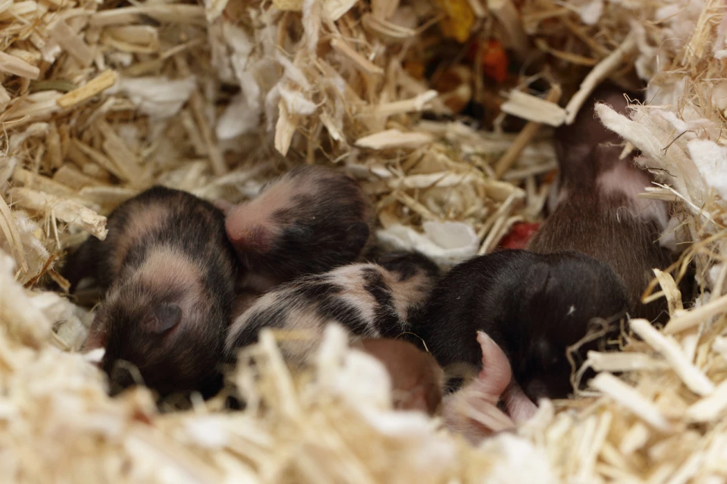 Jonge Syrische hamsters die opgroeien