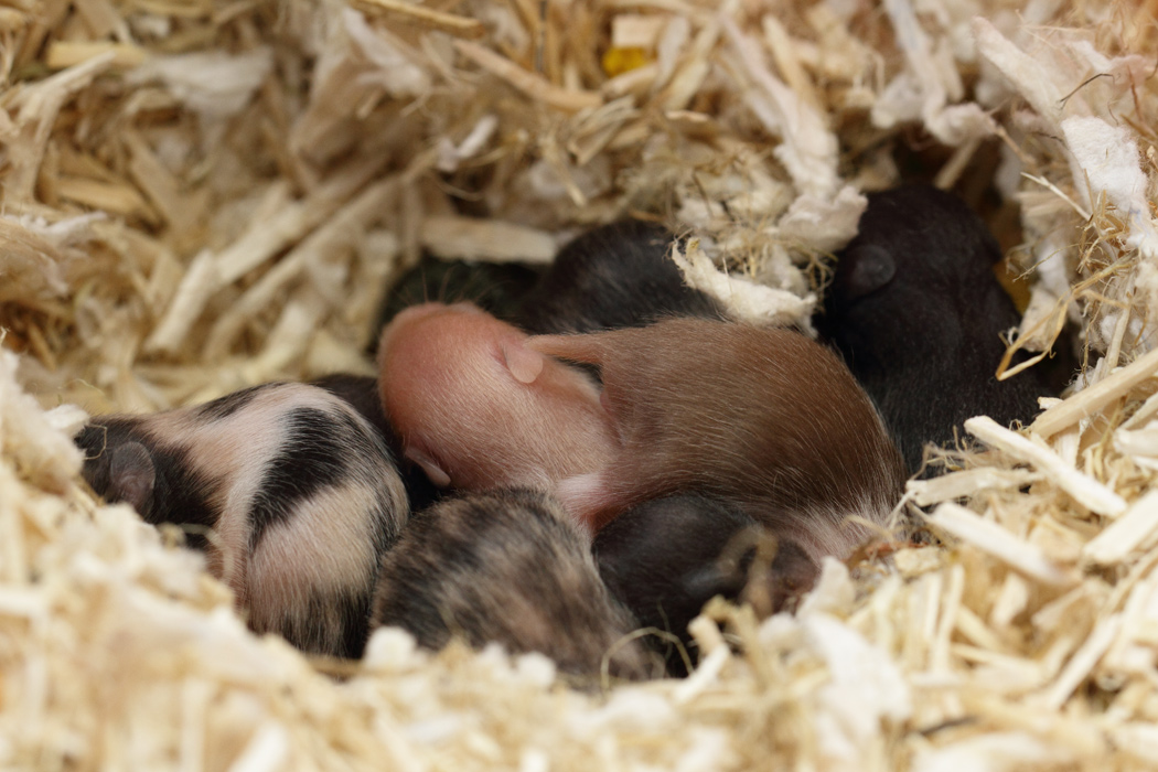 Jonge Syrische hamsters die opgroeien