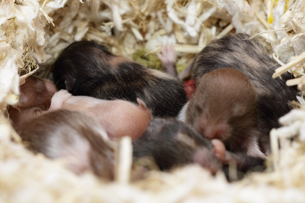 Jonge Syrische hamsters die opgroeien