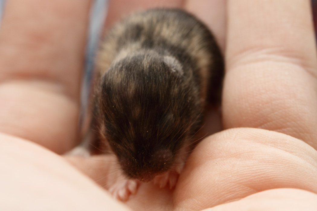 Jonge Syrische hamsters die opgroeien