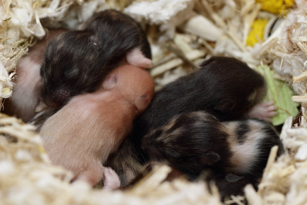 Jonge Syrische hamsters die opgroeien