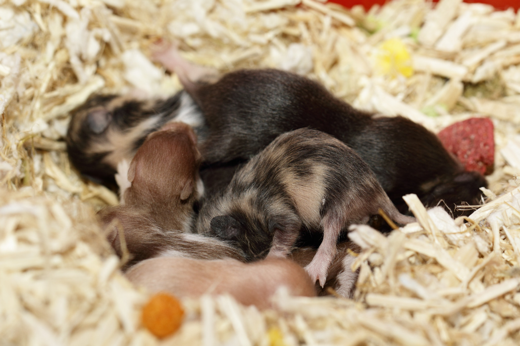 Jonge Syrische hamsters die opgroeien