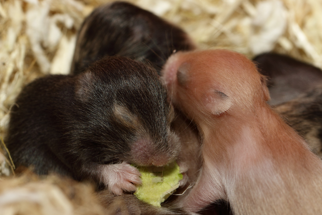 Jonge Syrische hamsters die opgroeien