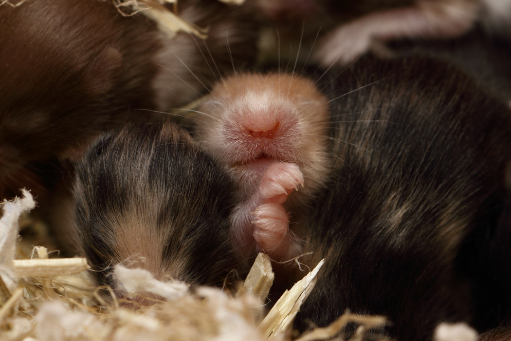 Jonge Syrische hamsters die opgroeien