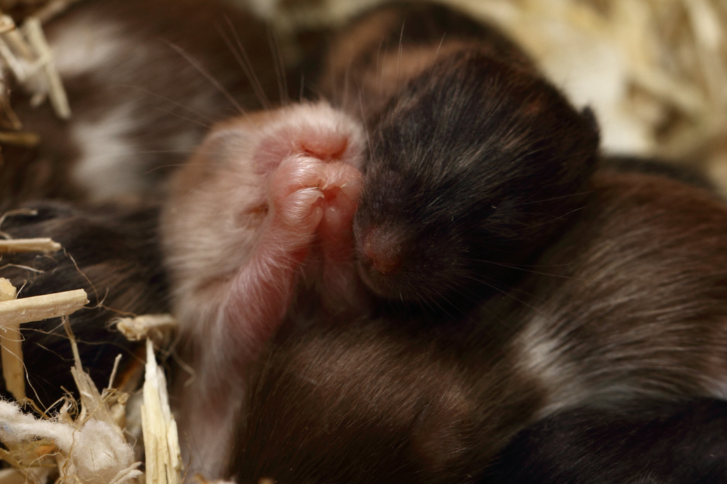 Jonge Syrische hamsters die opgroeien