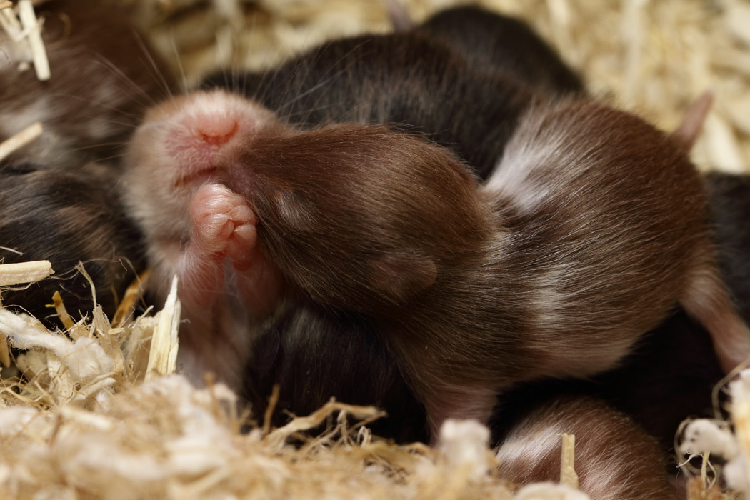 Jonge Syrische hamsters die opgroeien