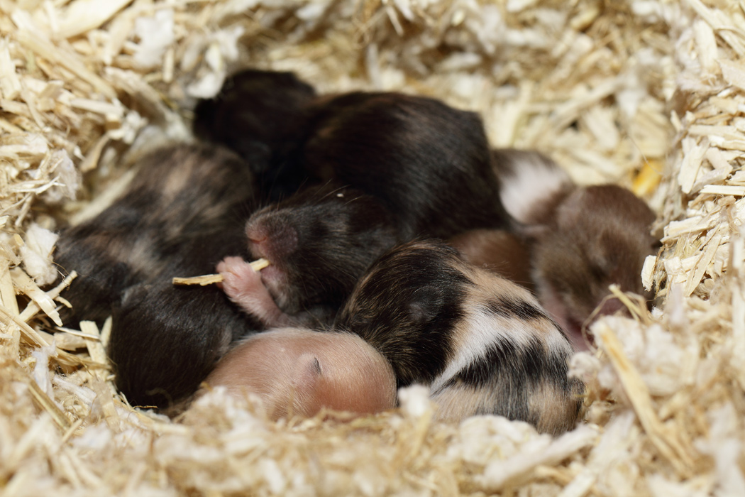 Jonge Syrische hamsters die opgroeien