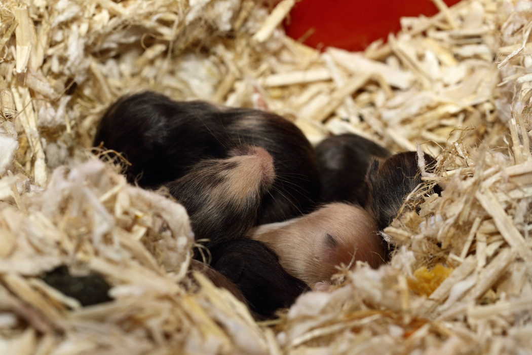 Jonge Syrische hamsters die opgroeien