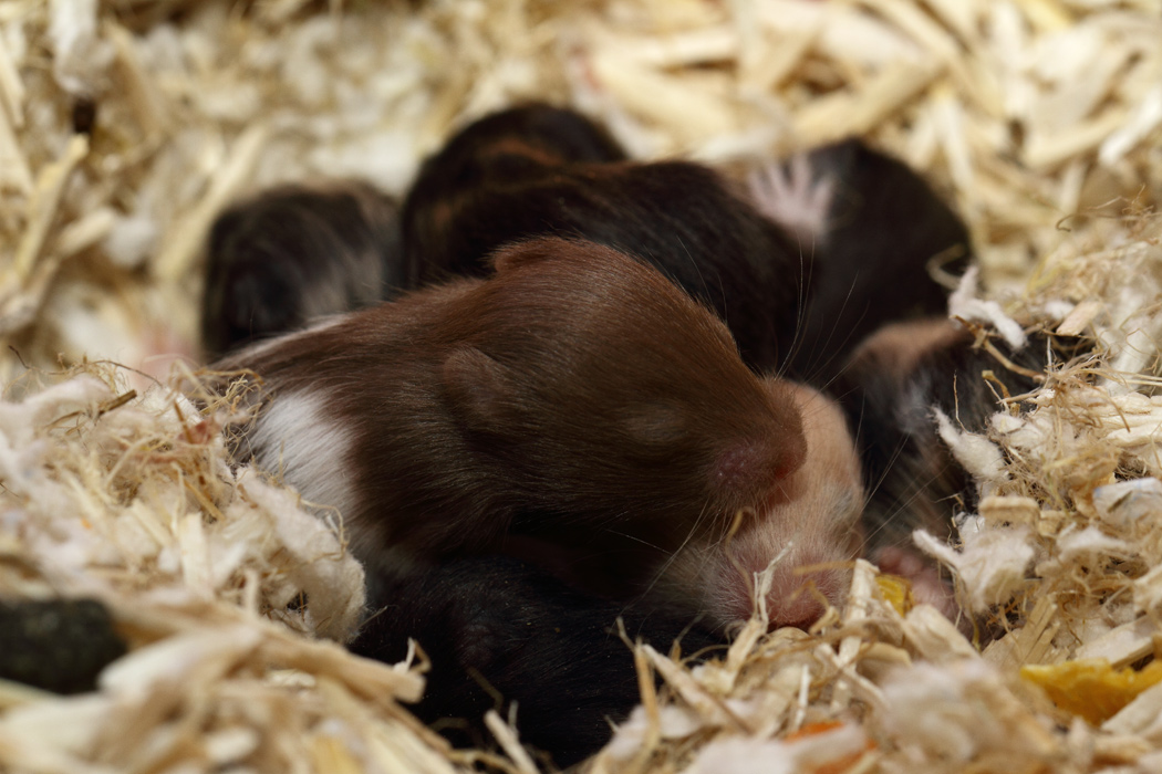 Jonge Syrische hamsters die opgroeien