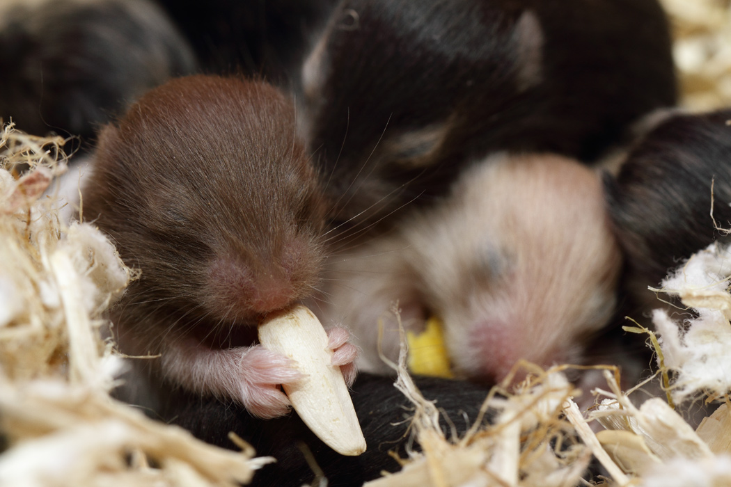 Jonge Syrische hamsters die opgroeien