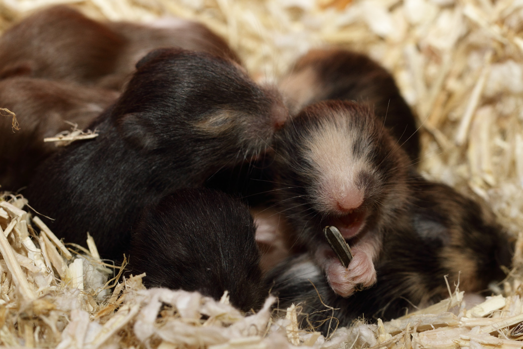 Jonge Syrische hamsters die opgroeien