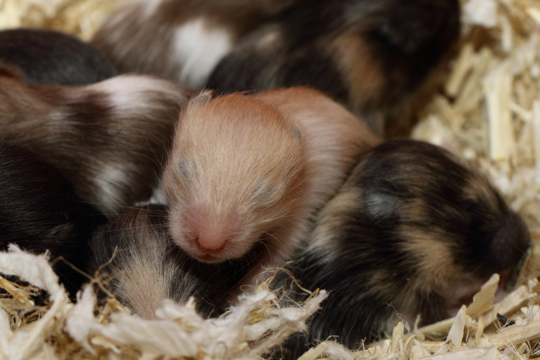 Jonge Syrische hamsters die opgroeien