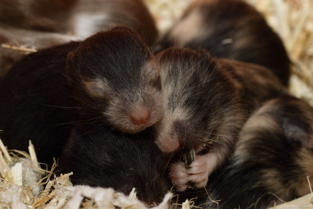 Jonge Syrische hamsters die opgroeien