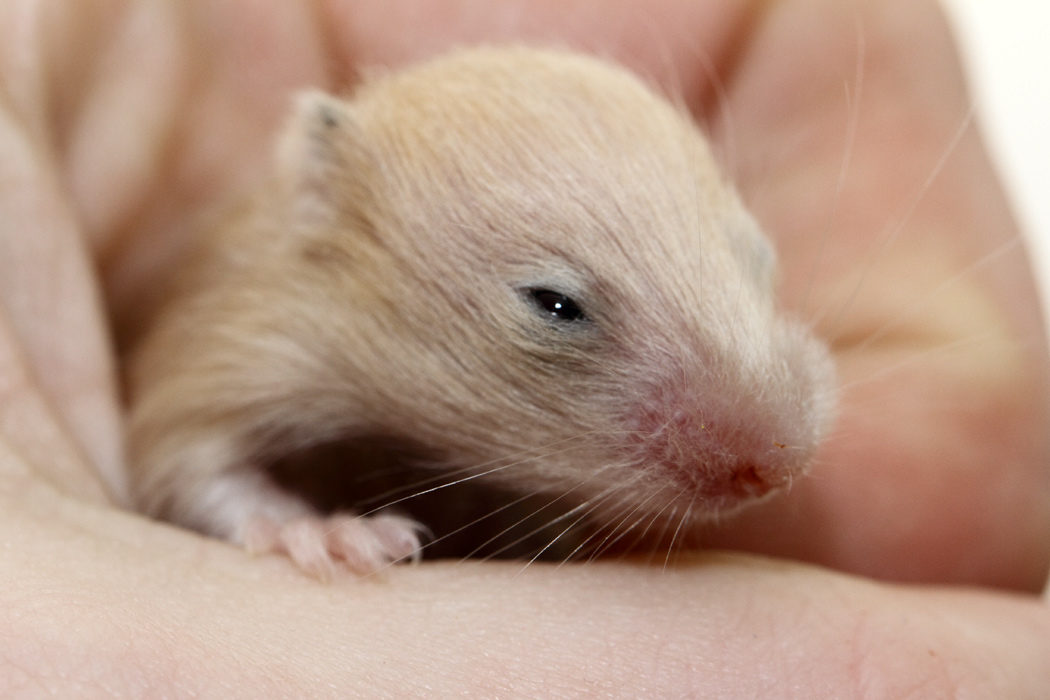 Jonge Syrische hamsters die opgroeien