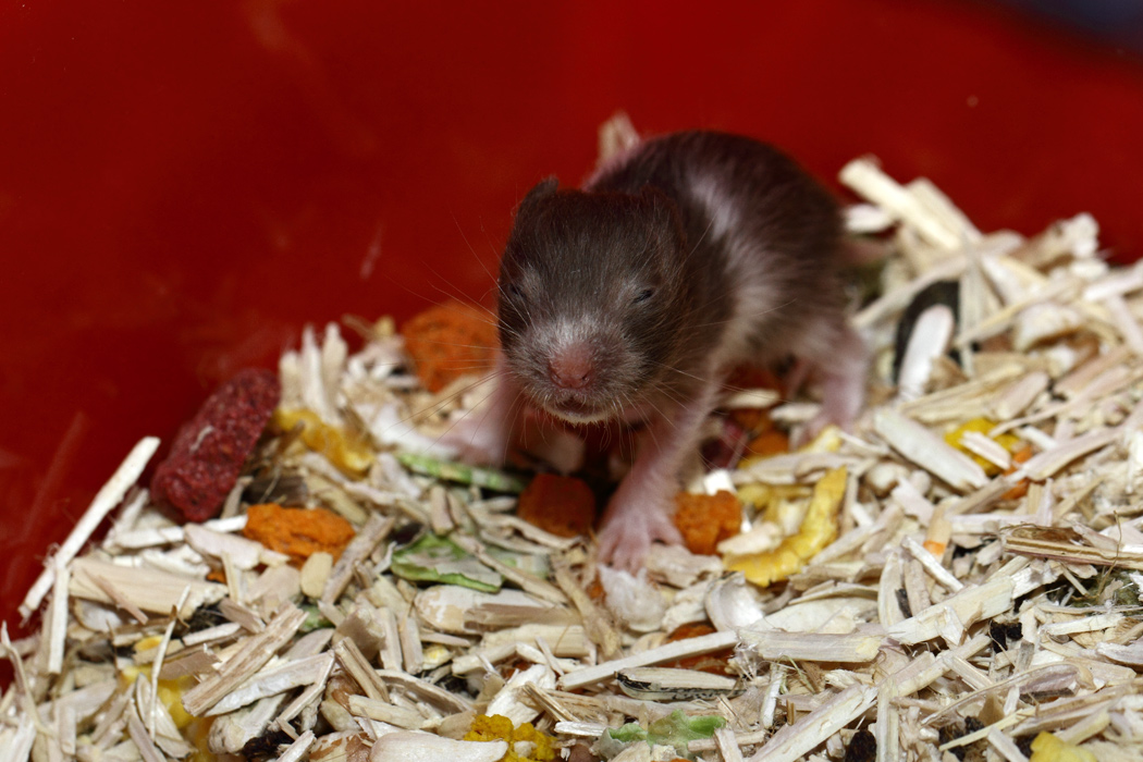 Jonge Syrische hamsters die opgroeien