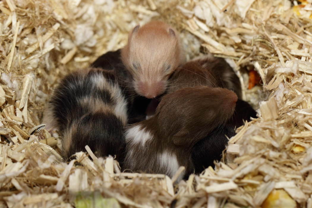 Jonge Syrische hamsters die opgroeien