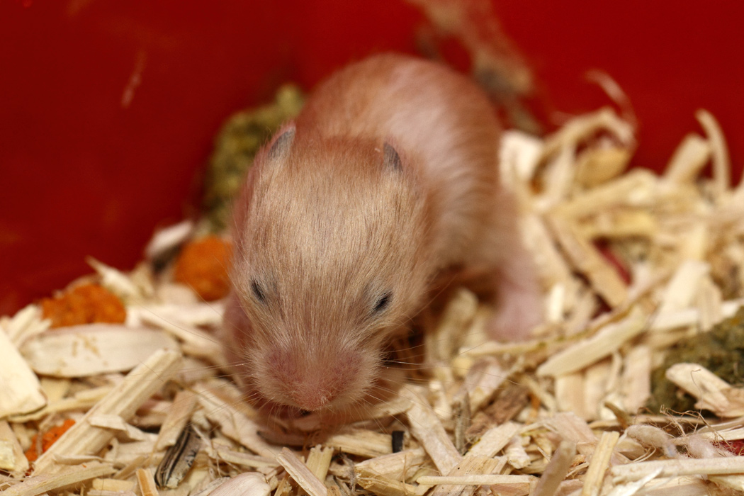 Jonge Syrische hamsters die opgroeien