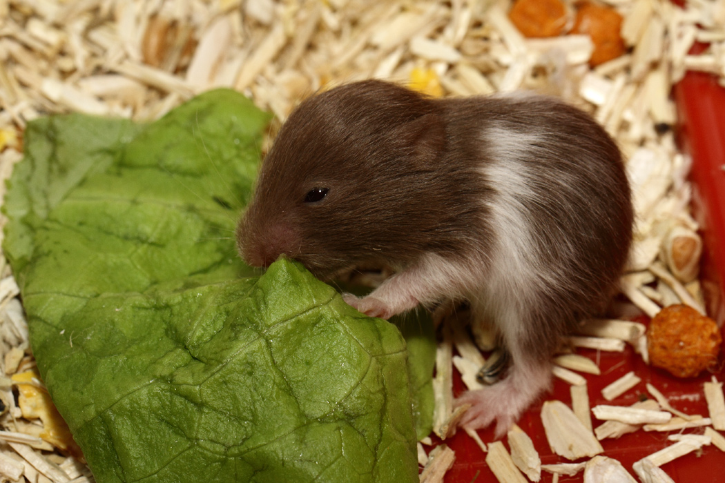 Jonge Syrische hamsters die opgroeien