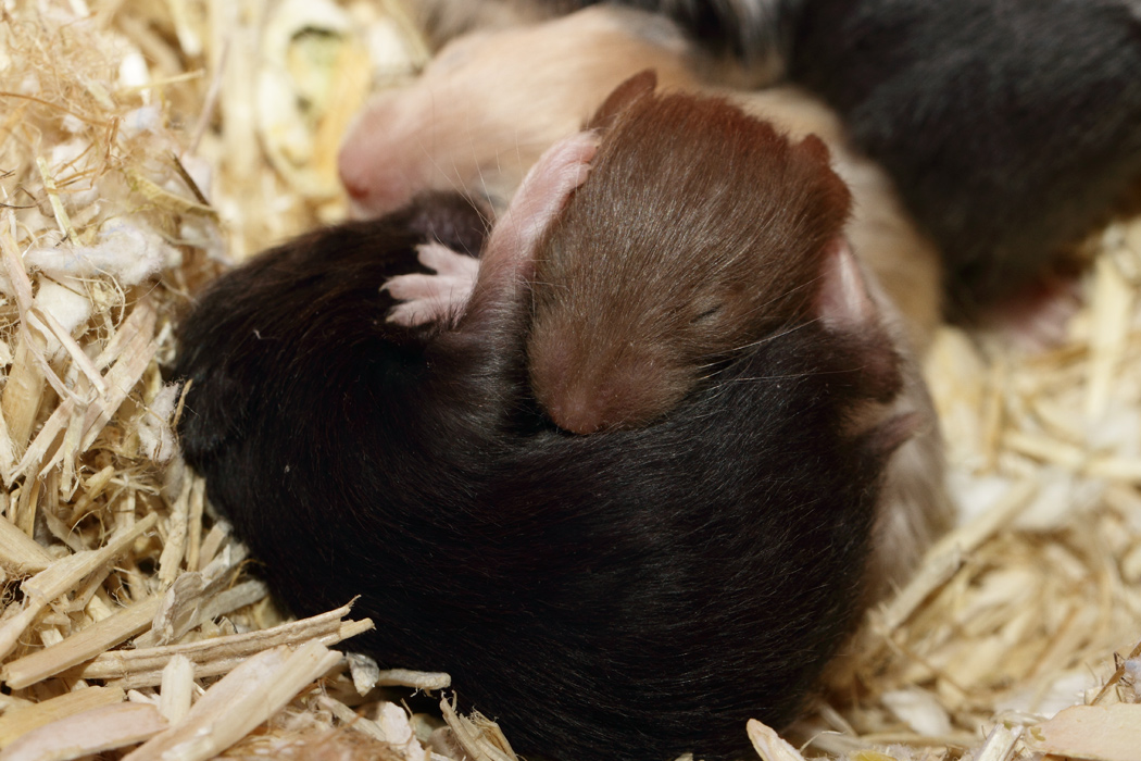 Jonge Syrische hamsters die opgroeien