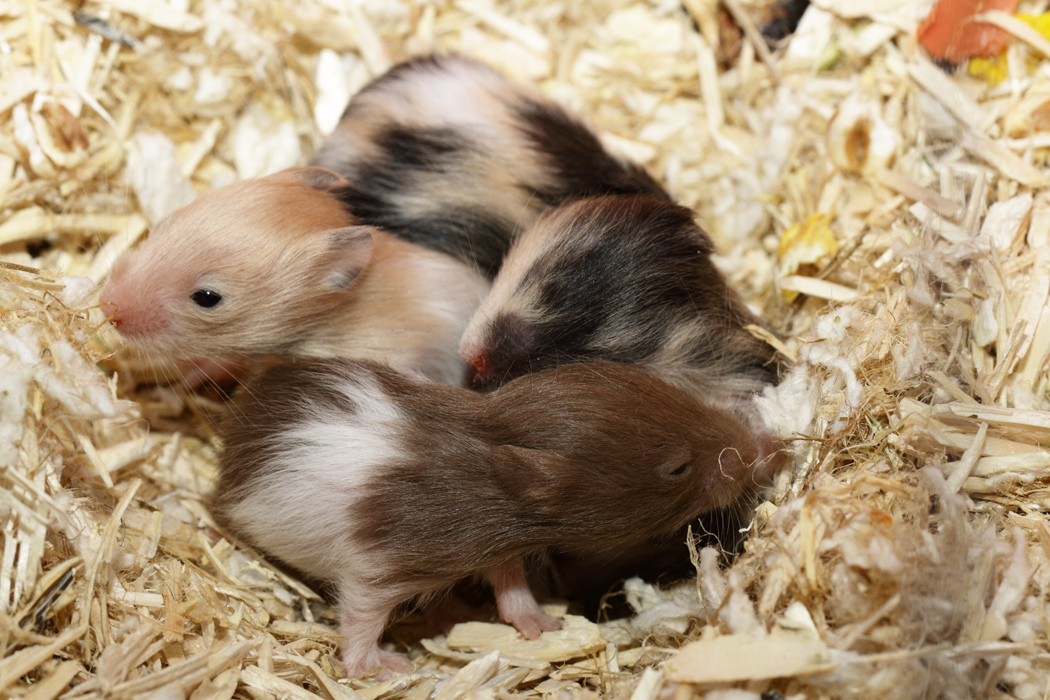 Jonge Syrische hamsters die opgroeien