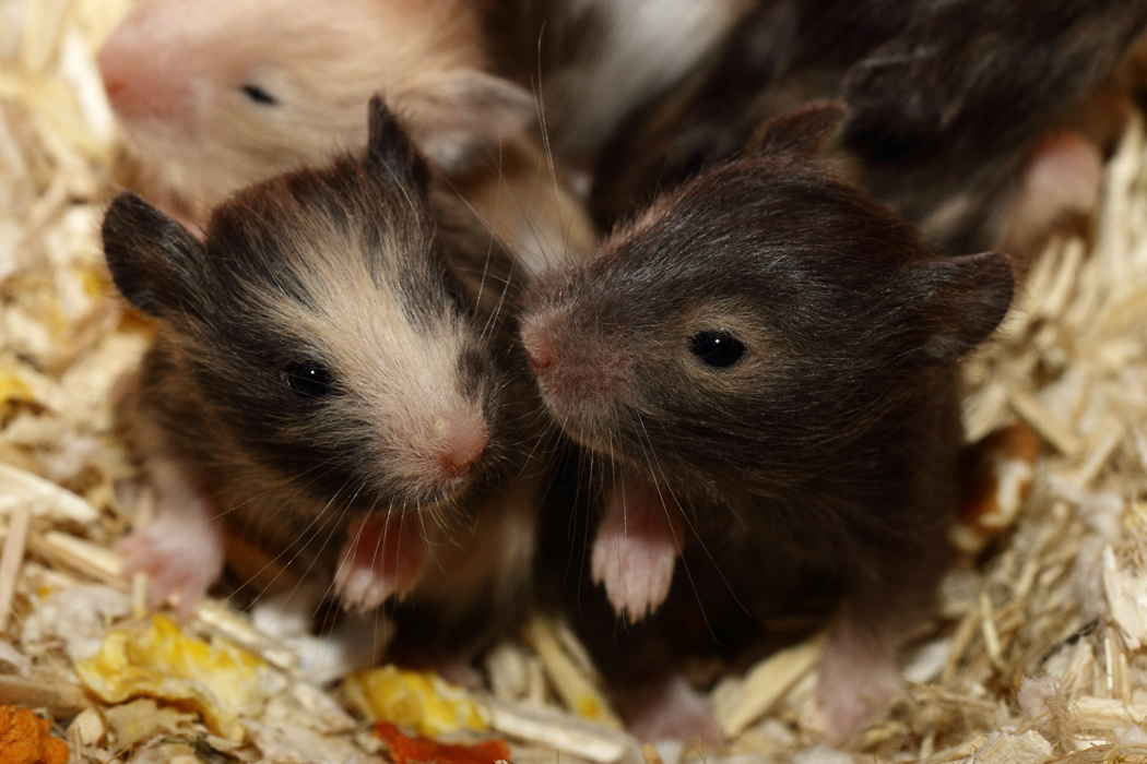 Jonge Syrische hamsters die opgroeien