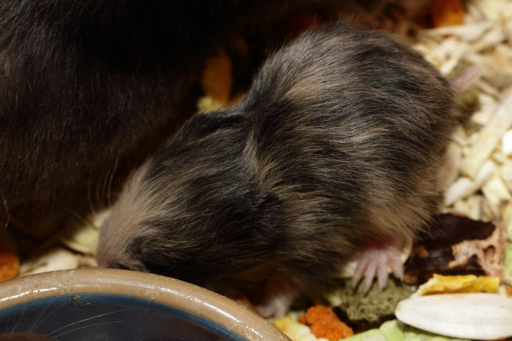 Jonge Syrische hamsters die opgroeien