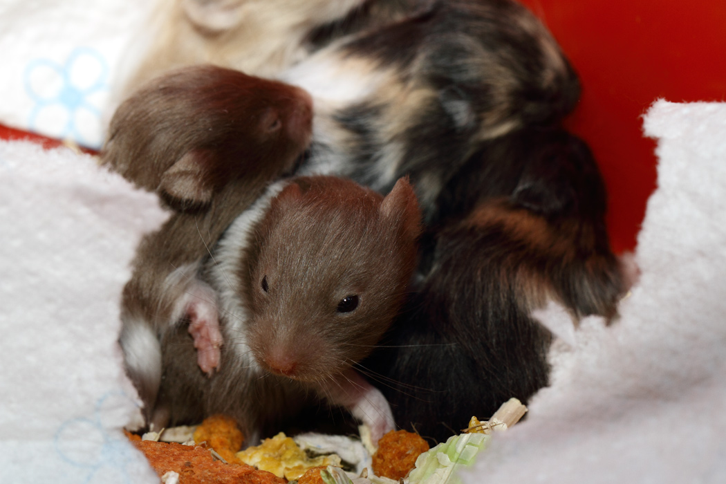 Jonge Syrische hamsters die opgroeien