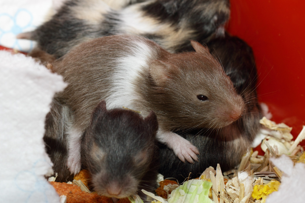 Jonge Syrische hamsters die opgroeien