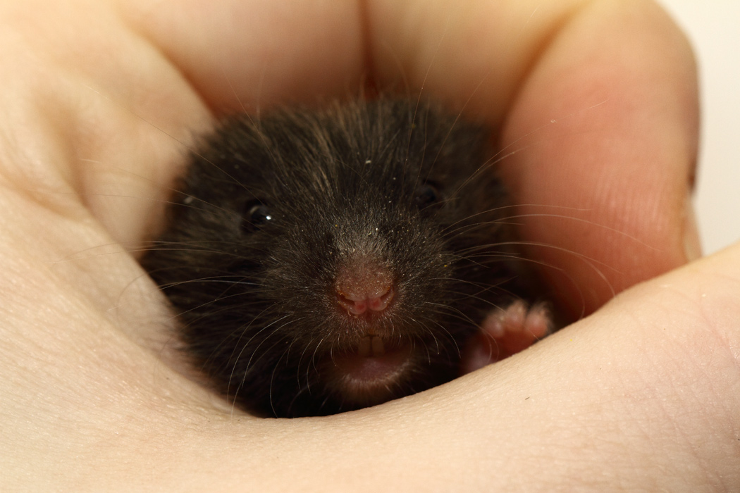 Jonge Syrische hamsters die opgroeien