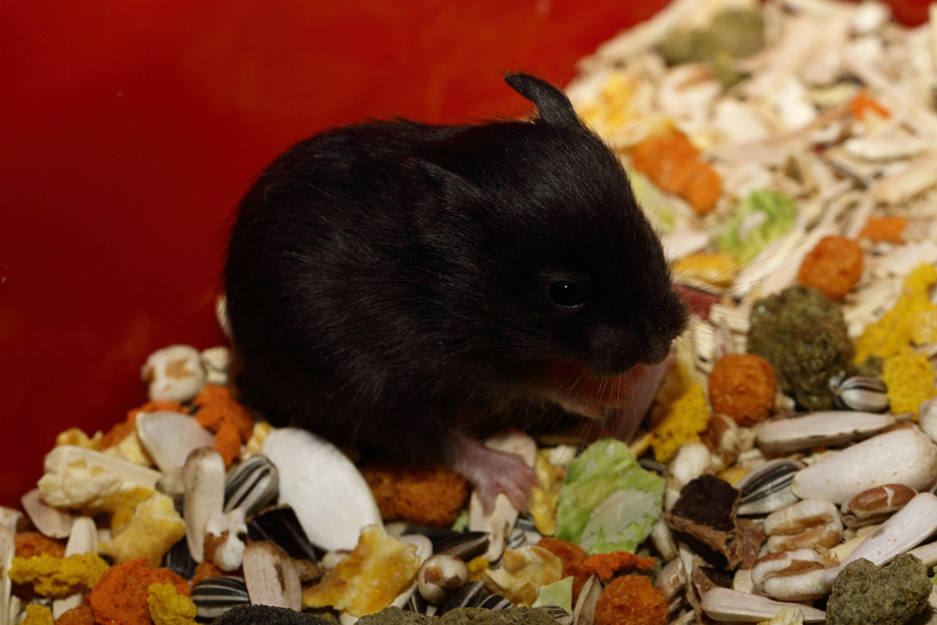 Jonge Syrische hamsters die opgroeien